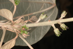 Croton malabaricus